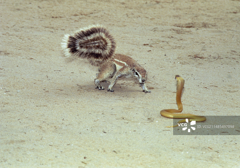 开普地松鼠图片素材