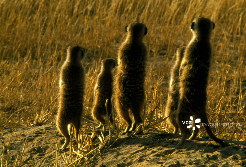 猫鼬一家图片素材