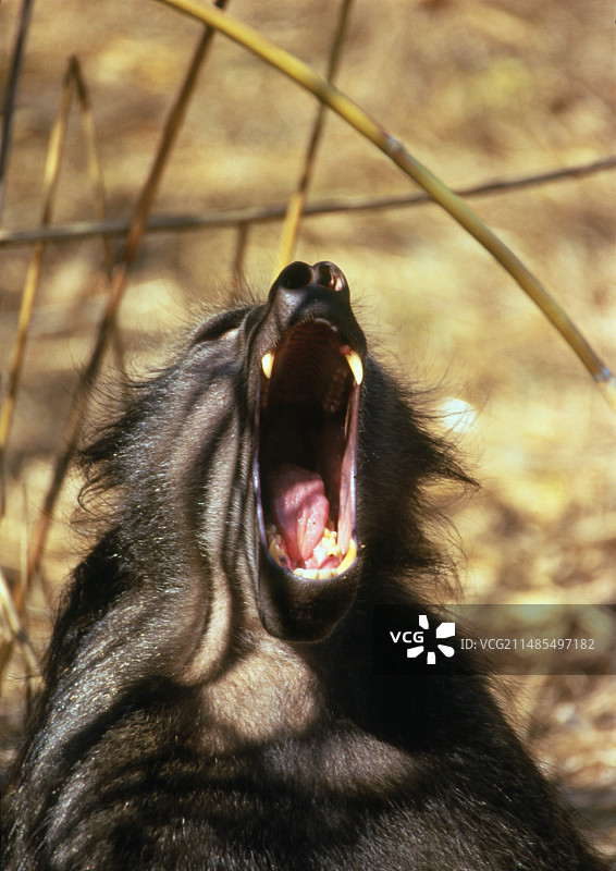 狒狒打哈欠图片素材