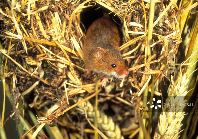 获取鼠标图片素材