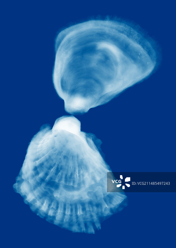 彩色X光下的生蚝贝壳图片素材