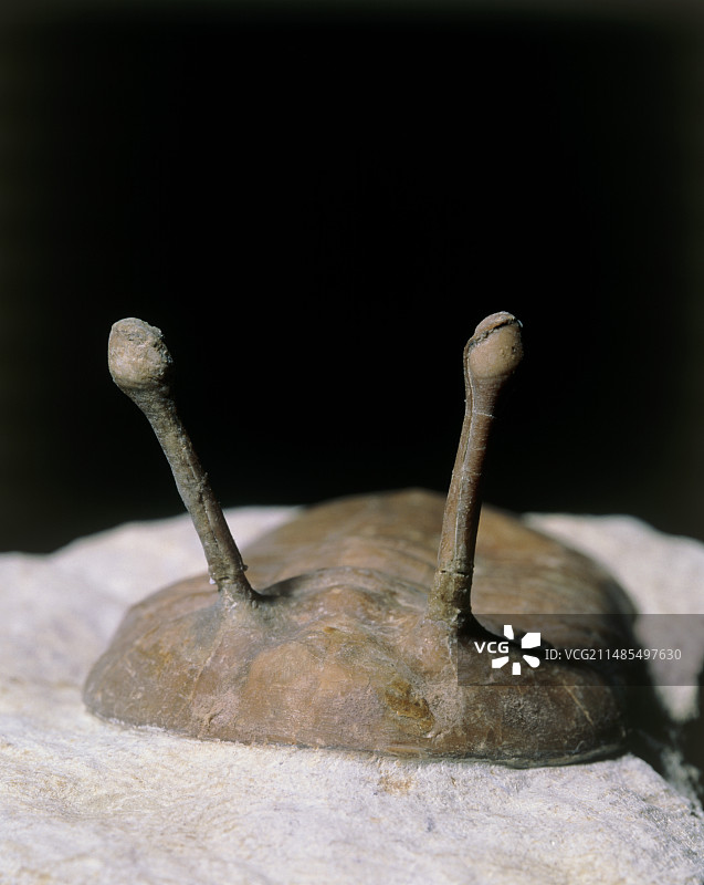 三叶虫化石图片素材