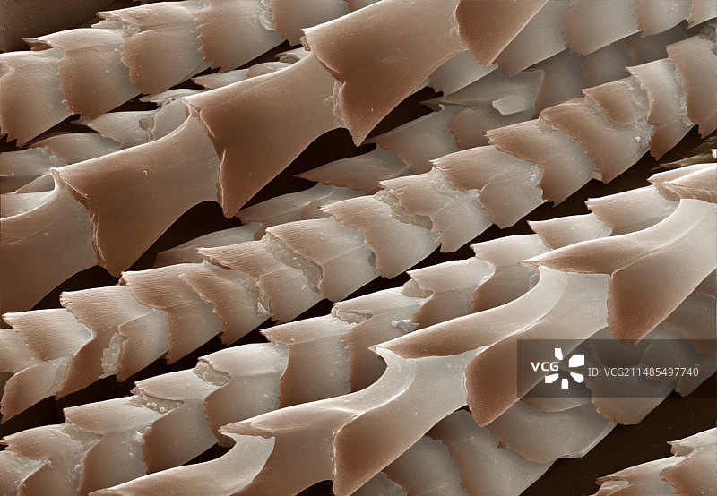 蝙蝠毛发的扫描电子显微镜图像图片素材