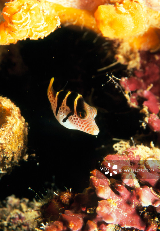 鞍状河豚鱼图片素材