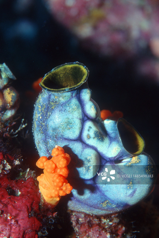 墨点海鞘图片素材