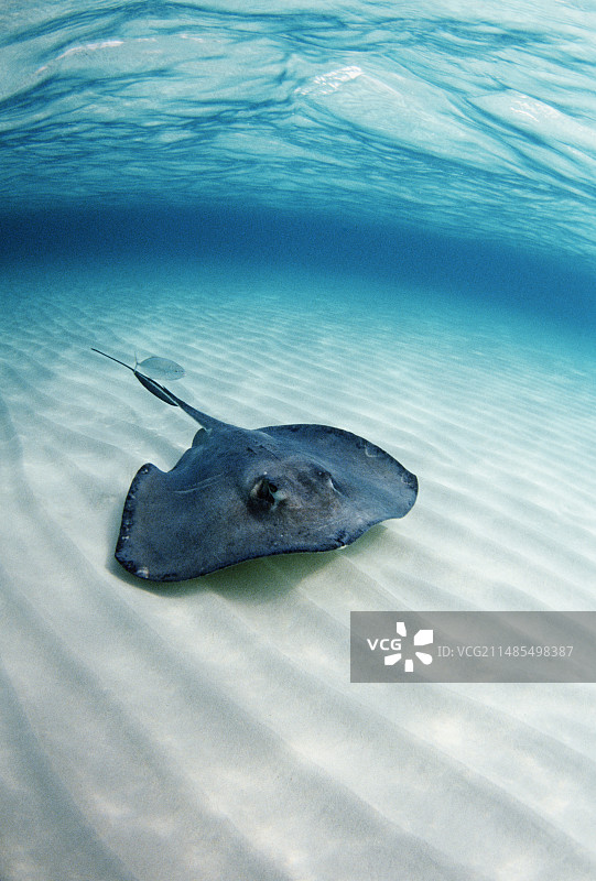 南方黄貂鱼图片素材