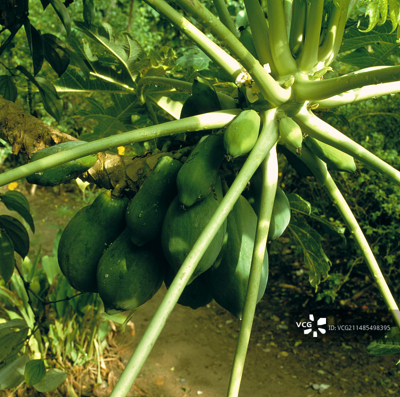 木瓜水果图片素材