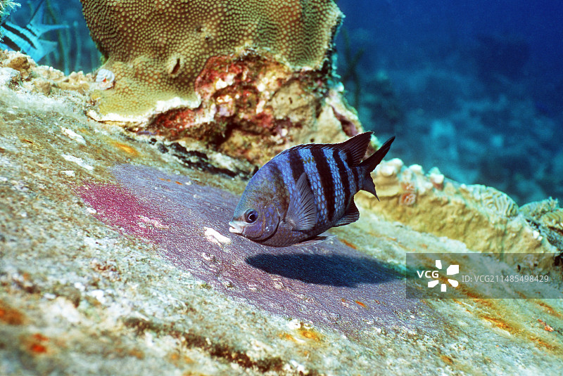 男士军士长图片素材