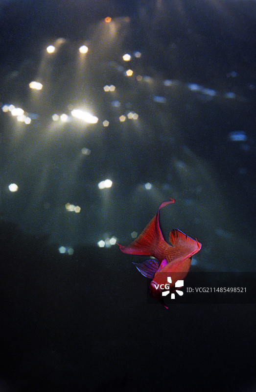 雄性丝鳍拟花鮨图片素材