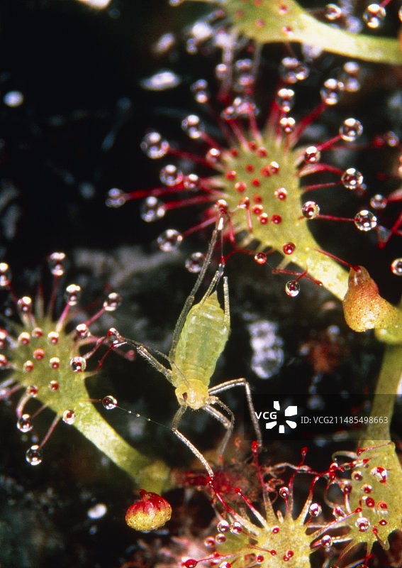 茅膏菜上的蚜虫图片素材