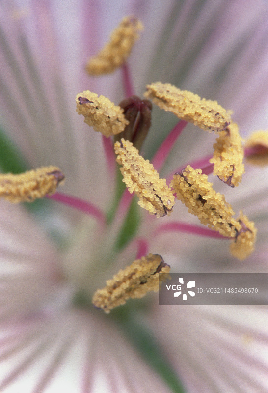 天竺葵花朵图片素材