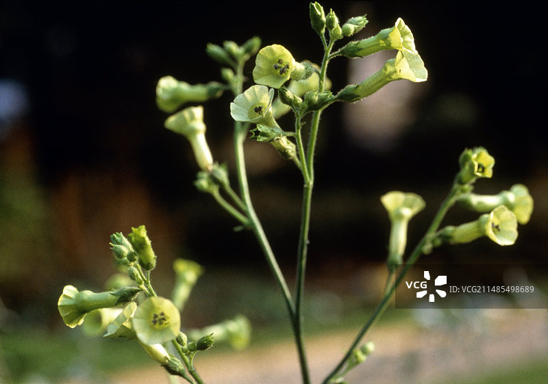 烟草花图片素材