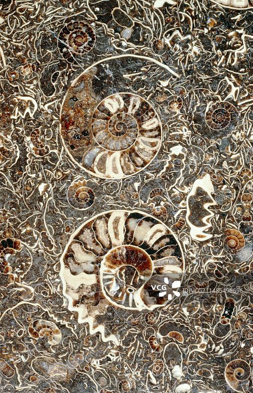 菊石化石图片素材