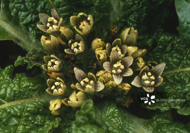 曼德拉草花图片素材