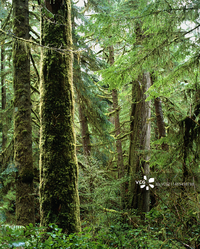 热带雨林图片素材