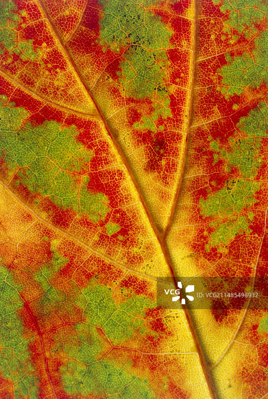 树叶细节图片素材