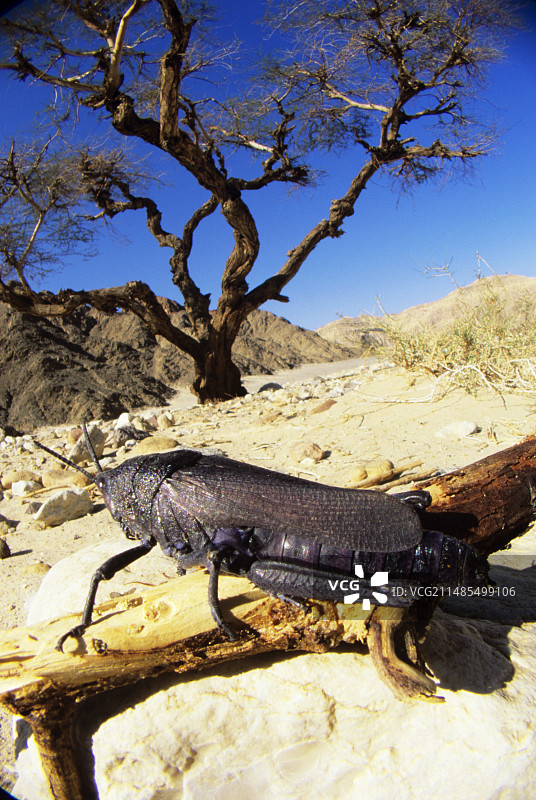 沙漠蝗虫图片素材