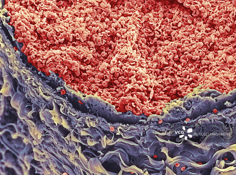 血管中的红色血细胞图片素材