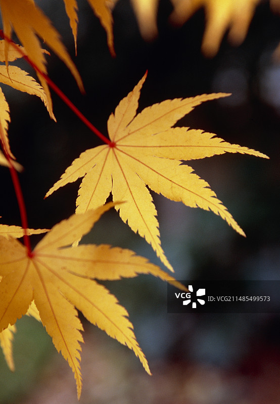 日本枫树（珊瑚阁）图片素材