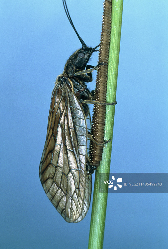 产卵的桤木蝇图片素材