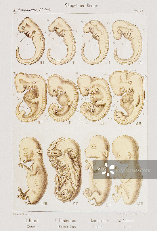 1891年胚胎发育艺术作品图片素材