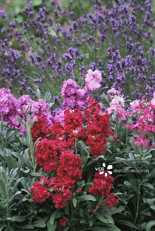 紫罗兰图片素材