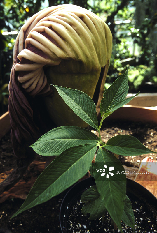 泰坦魔芋图片素材