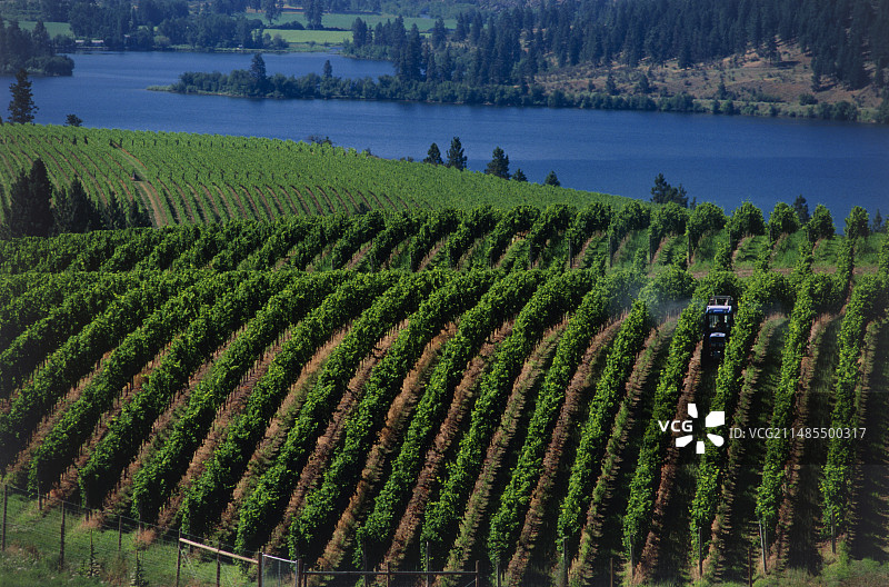 葡萄园图片素材