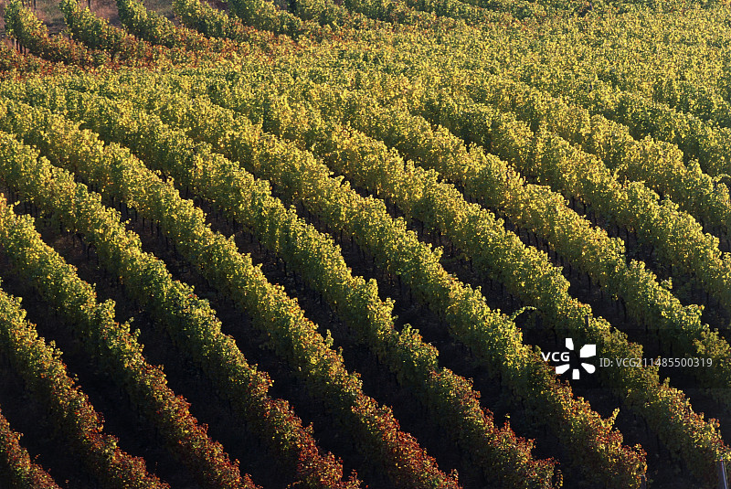 葡萄园图片素材