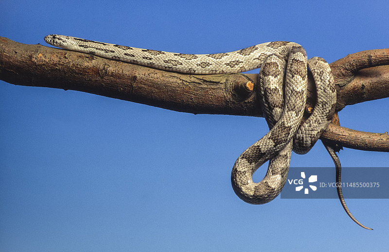 灰色鼠蛇图片素材