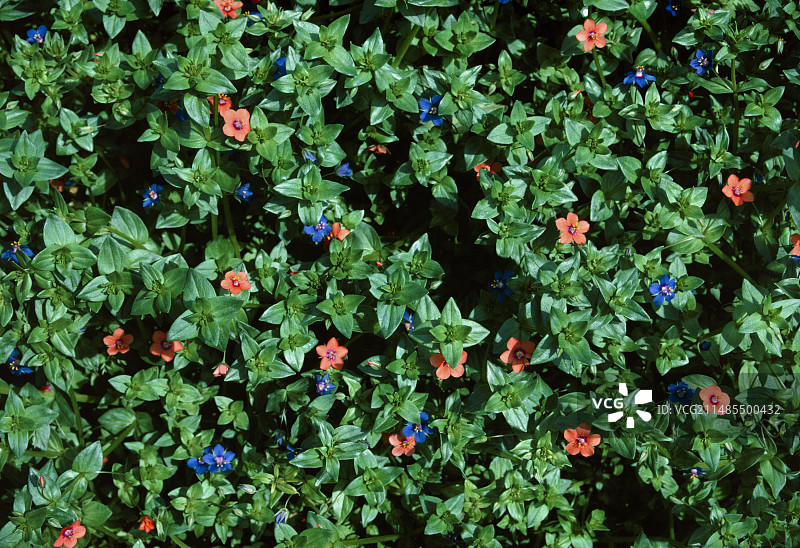 蓝繁缕图片素材