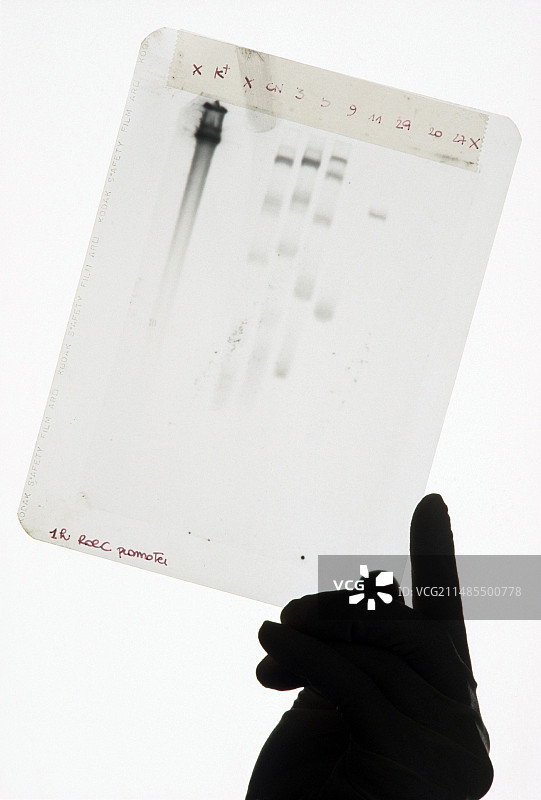转基因番茄基因组测序图片素材