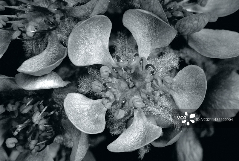 紫外线下的梨花图片素材