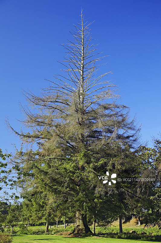 西提卡云杉图片素材