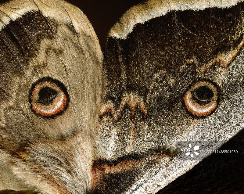 皇蛾的翅膀图片素材