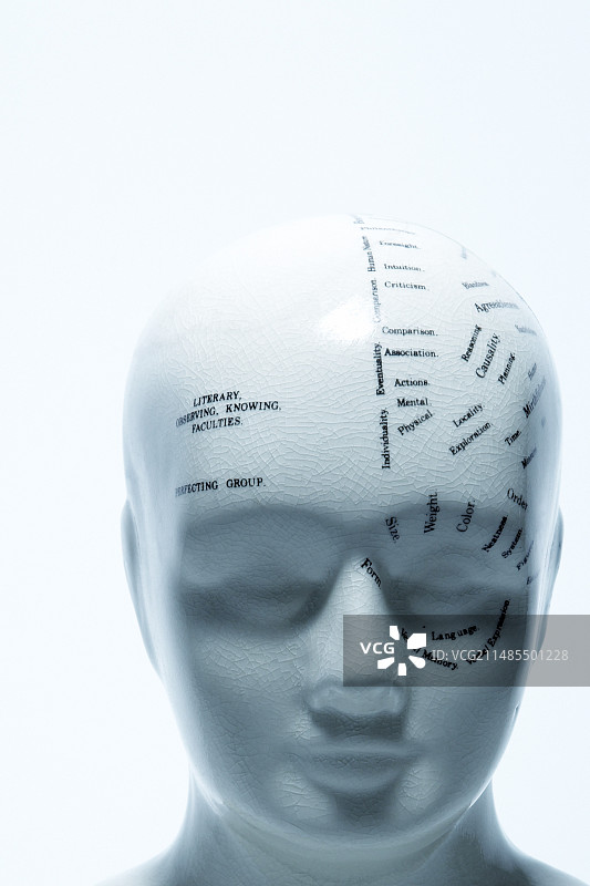 颅相学头部模型图片素材