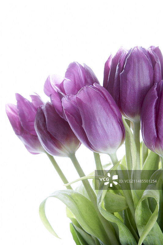 郁金香图片素材