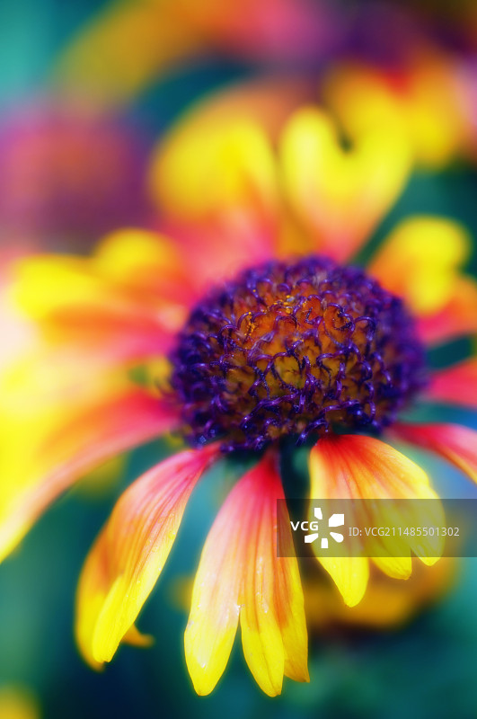 阔叶半边莲图片素材