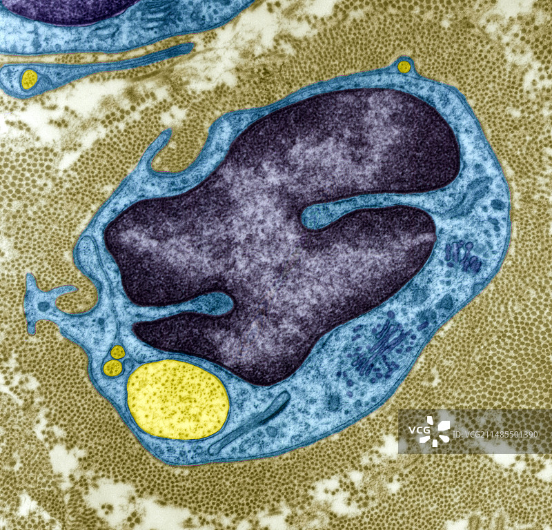再生神经细胞，透射电镜图片素材