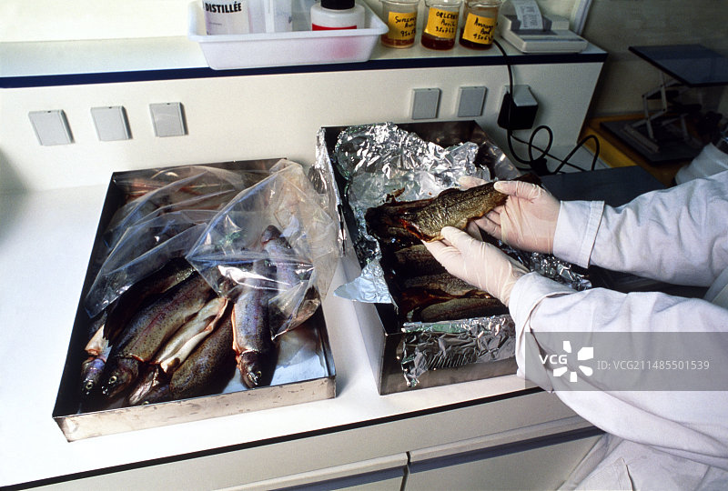 用于辐射测试的鱼干和鱼粉图片素材