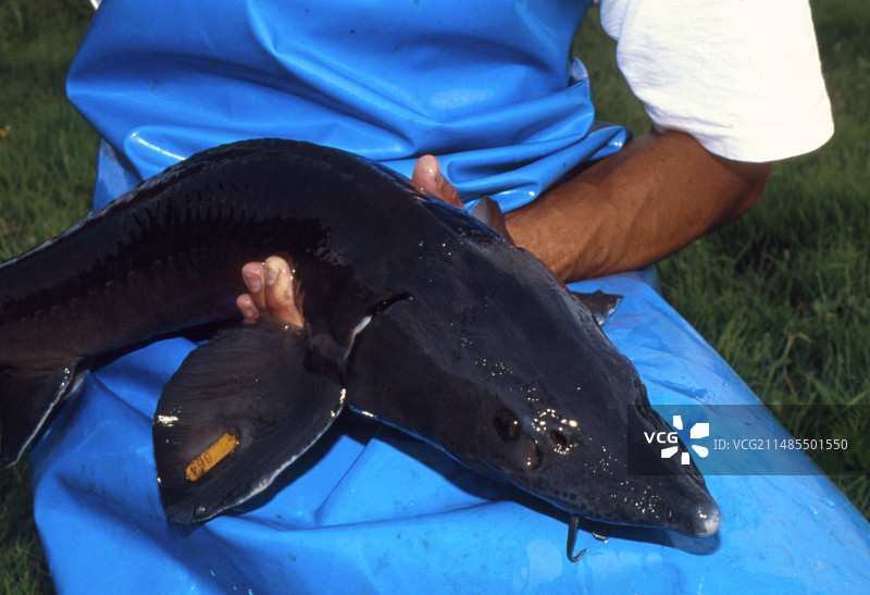 捕获的西伯利亚鲟鱼图片素材