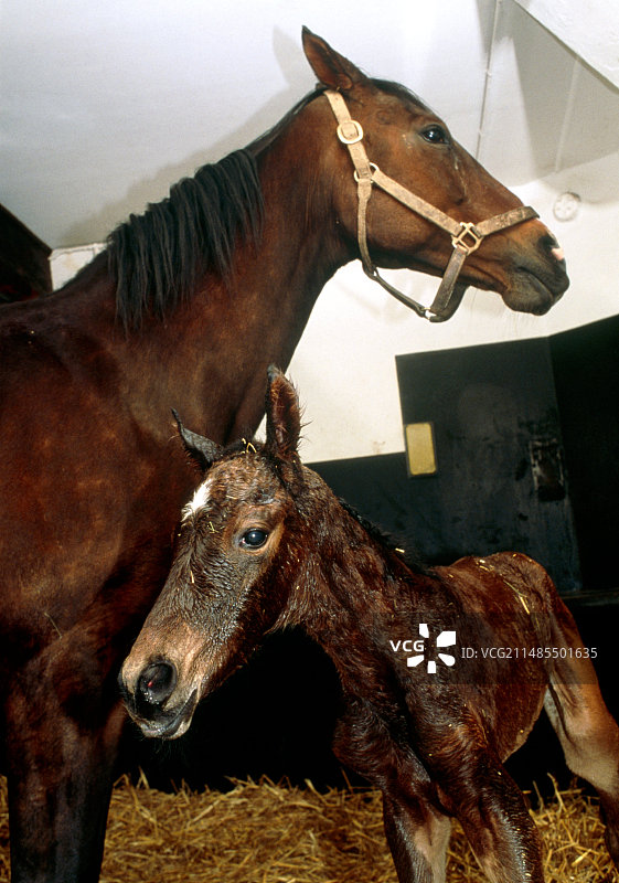 母马和新生小马驹（Equus caballus）图片素材