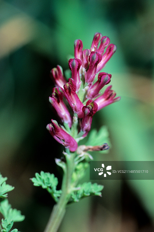 节节草图片素材