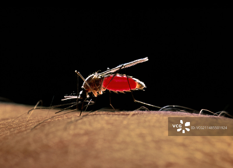 淡色库蚊叮咬人血图片素材