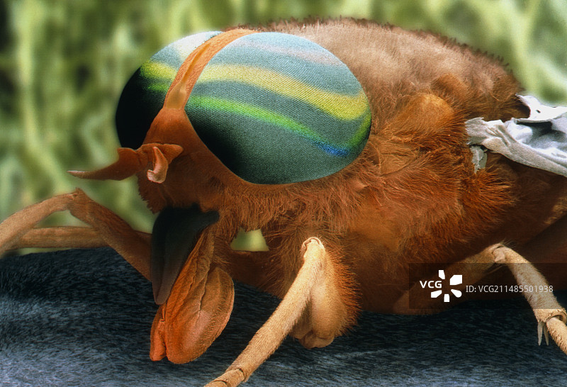 牛虻的彩色扫描电镜图片素材