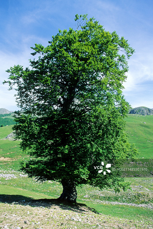 欧洲山毛榉图片素材