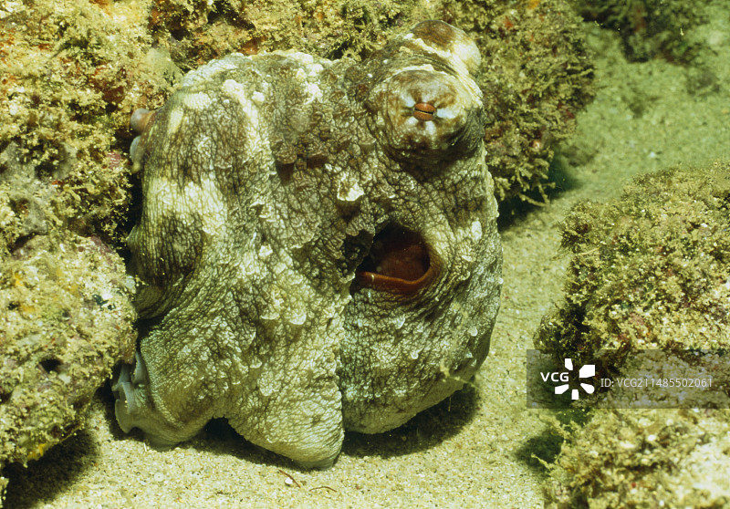 珊瑚礁岩中的章鱼图片素材