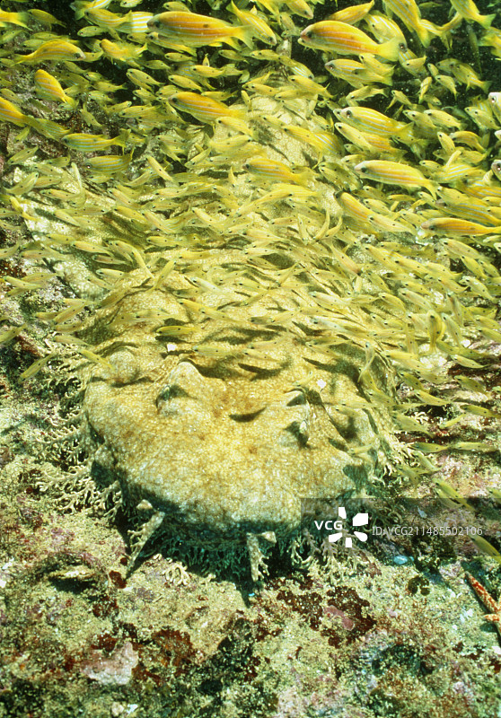 缨须鲨与天竺鲷图片素材