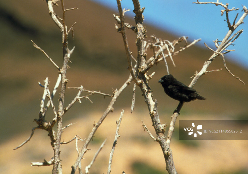 栖息在树上的加拉帕戈斯地雀图片素材