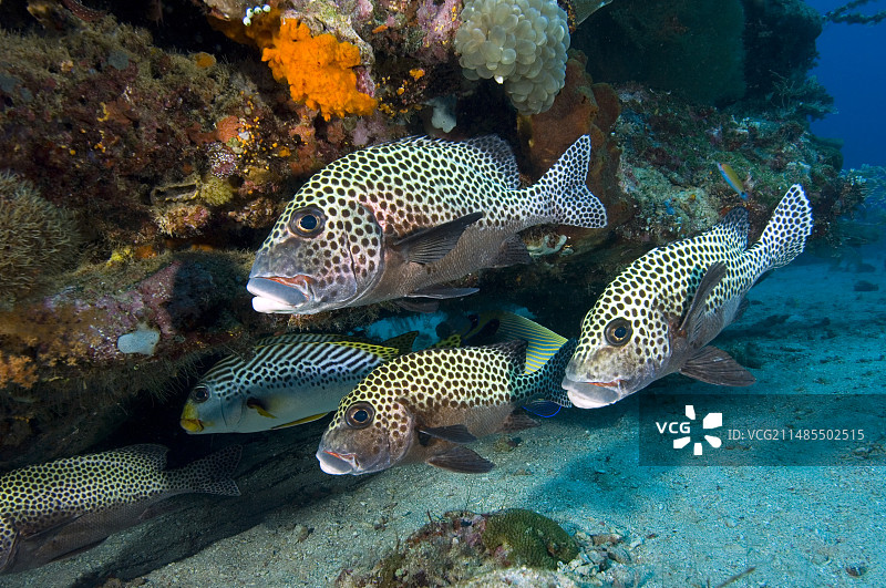 多斑石鲈图片素材